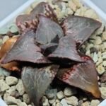 Haworthia Badia ‘Shuten-Doji’ (주탄동자) Type B - 9