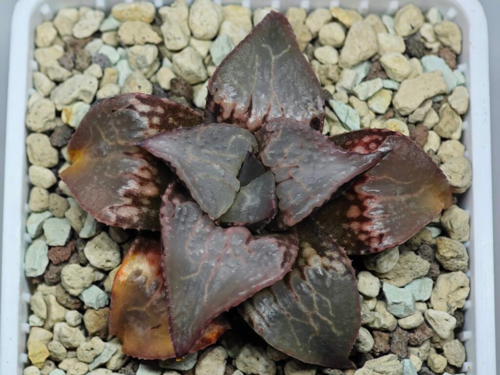 Haworthia Badia ‘Shuten-Doji’ (주탄동자) Type B - 10