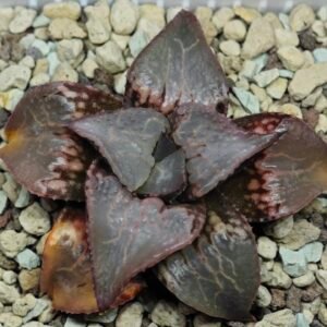 Haworthia Badia ‘Shuten-Doji’ (주탄동자) Type B - 10