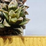 Haworthia Injabulo ‘Delight’ (H. Ginsekai x H. truncata) - 1