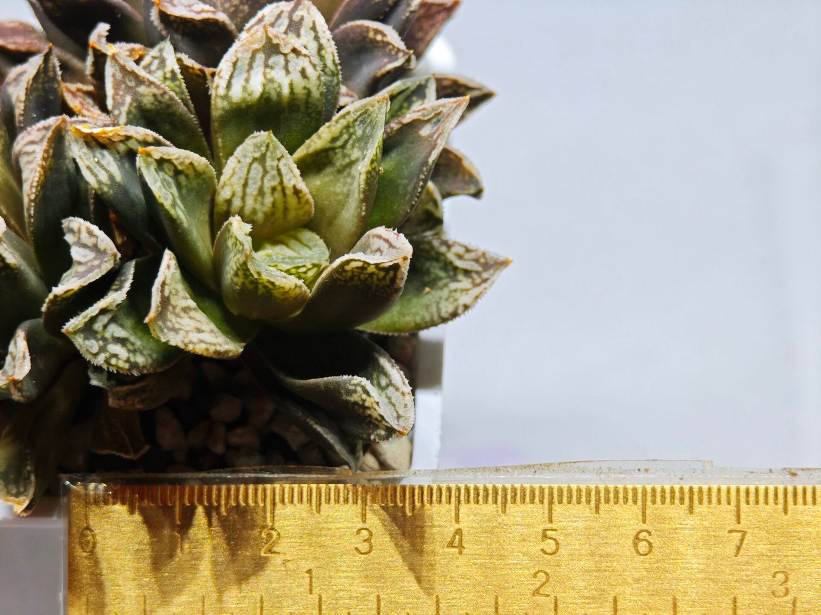 Haworthia Injabulo ‘Delight’ (H. Ginsekai x H. truncata) - 1