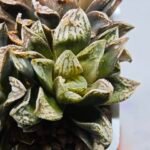 Haworthia Injabulo ‘Delight’ (H. Ginsekai x H. truncata) - 2