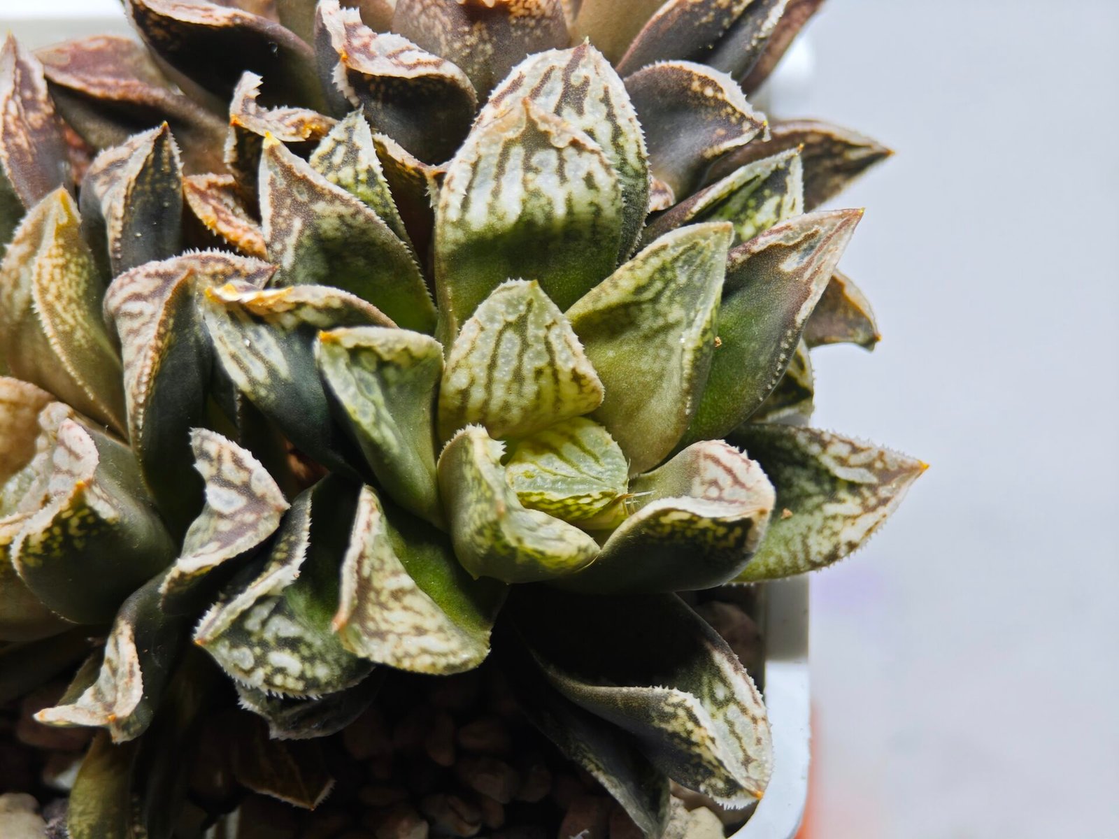 Haworthia Injabulo ‘Delight’ (H. Ginsekai x H. truncata) - 2
