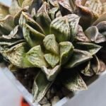 Haworthia Injabulo ‘Delight’ (H. Ginsekai x H. truncata) - 3