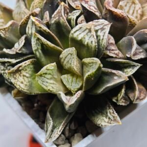 Haworthia Injabulo ‘Delight’ (H. Ginsekai x H. truncata) - 3