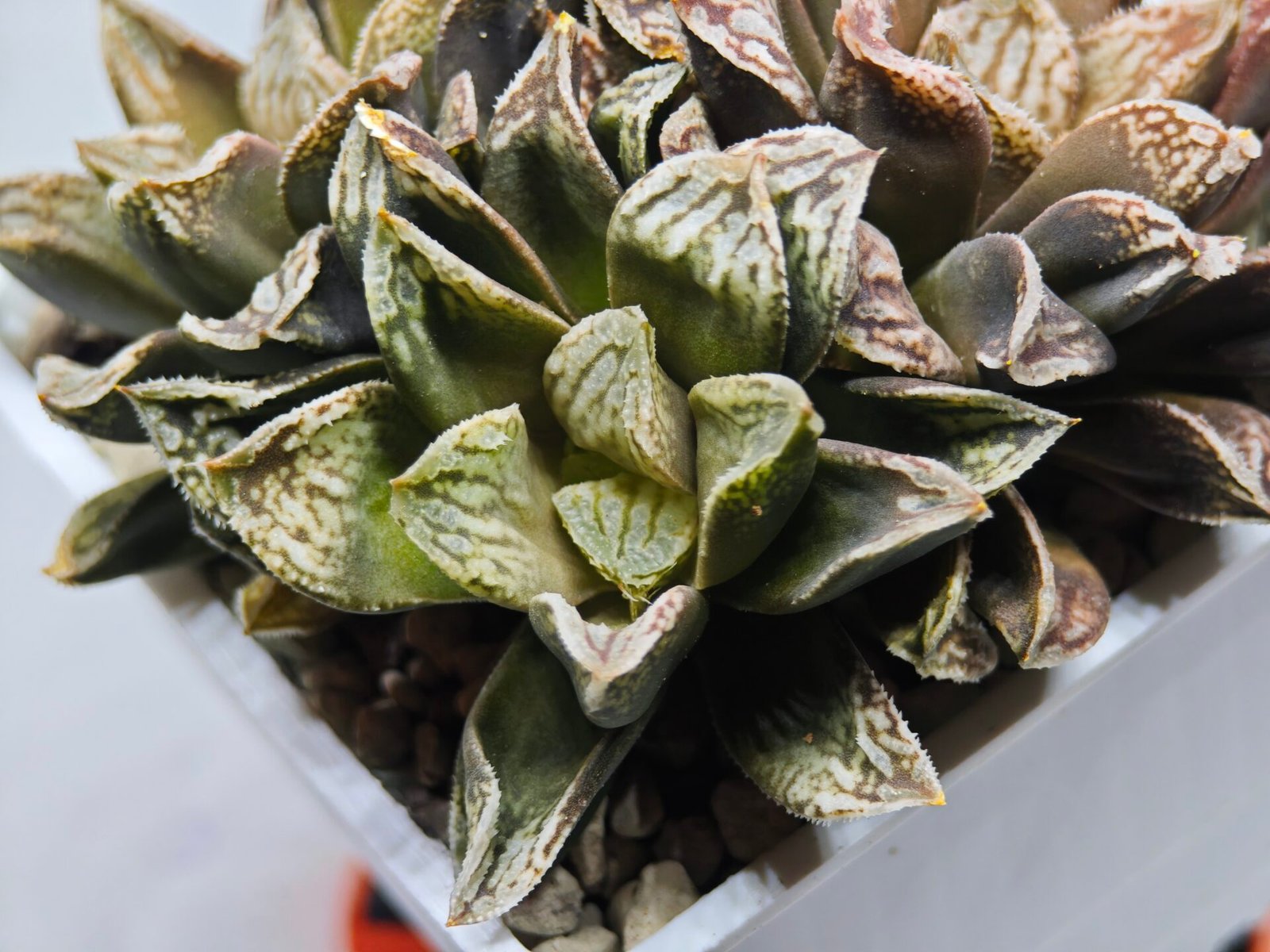 Haworthia Injabulo ‘Delight’ (H. Ginsekai x H. truncata) - 3