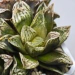 Haworthia Injabulo ‘Delight’ (H. Ginsekai x H. truncata) - 4