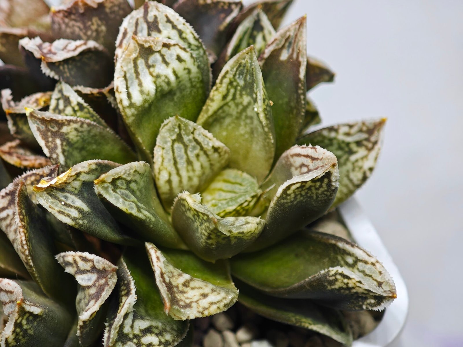 Haworthia Injabulo ‘Delight’ (H. Ginsekai x H. truncata) - 4