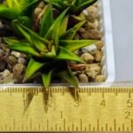 Haworthia Glabrata White Variegated - 7