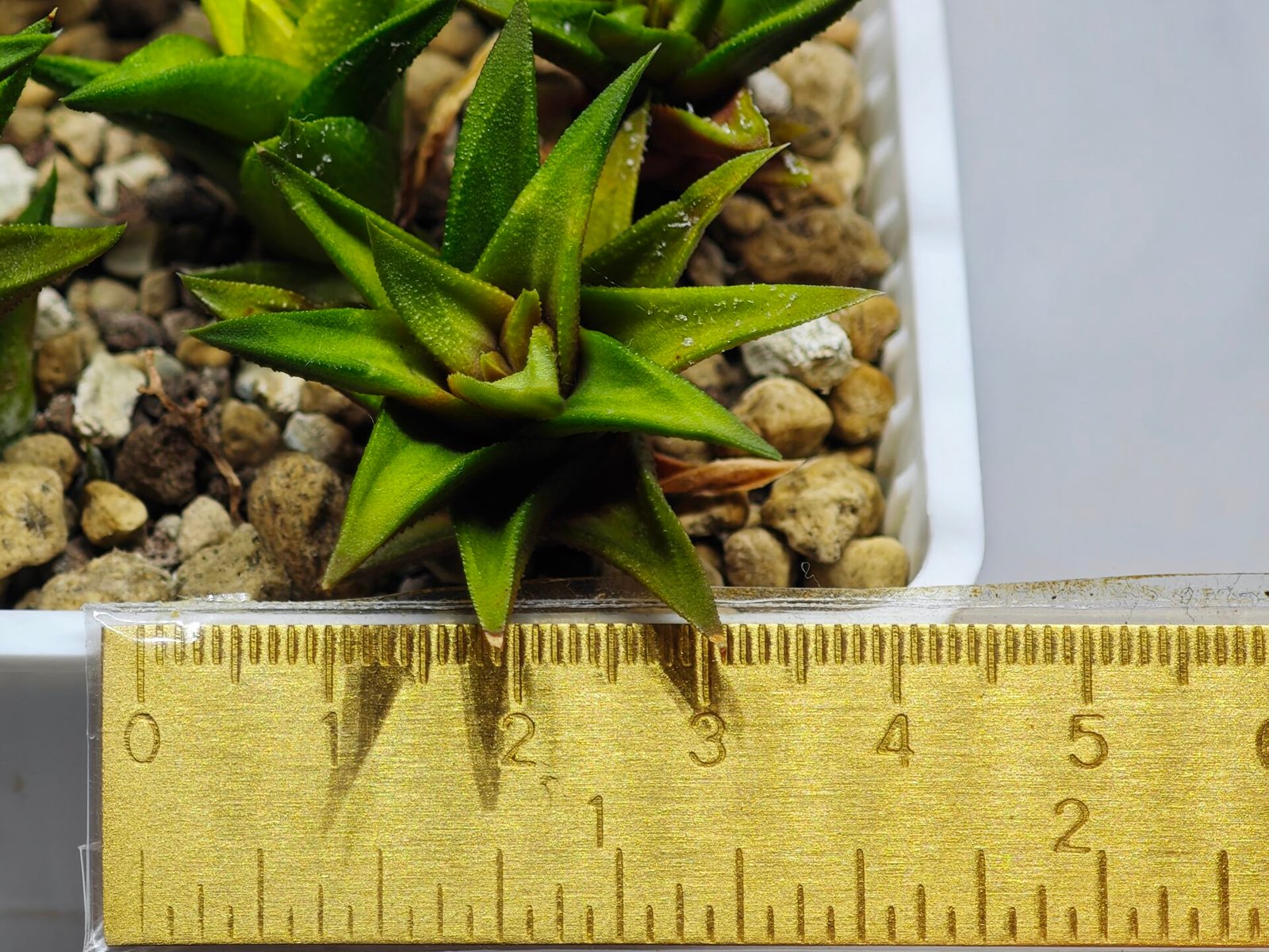 Haworthia Glabrata White Variegated - 7
