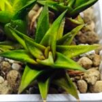 Haworthia Glabrata White Variegated - 8