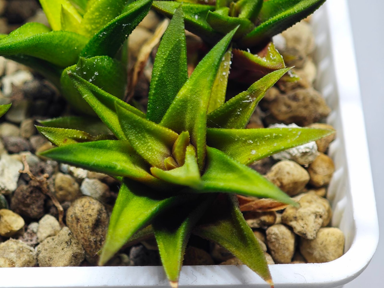 Haworthia Glabrata White Variegated - 8