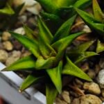 Haworthia Glabrata White Variegated - 1