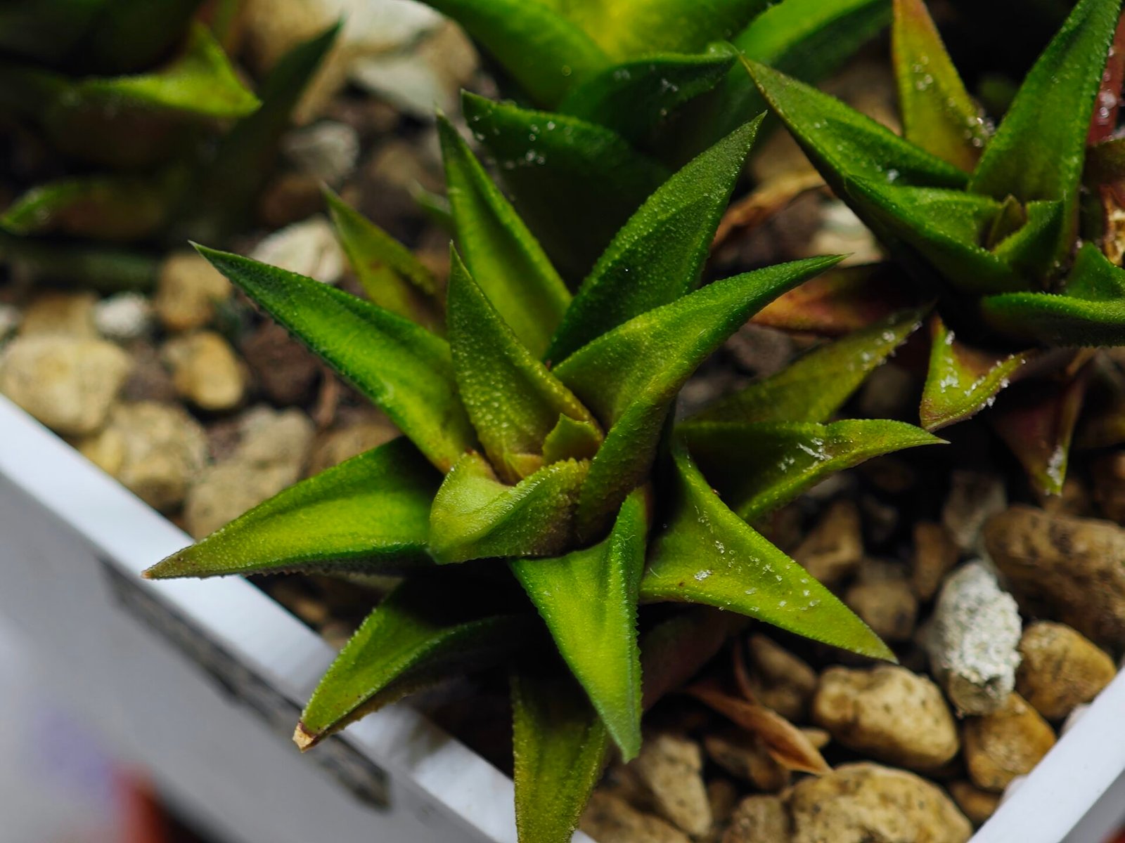 Haworthia Glabrata White Variegated - 1