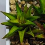 Haworthia Glabrata White Variegated - 2