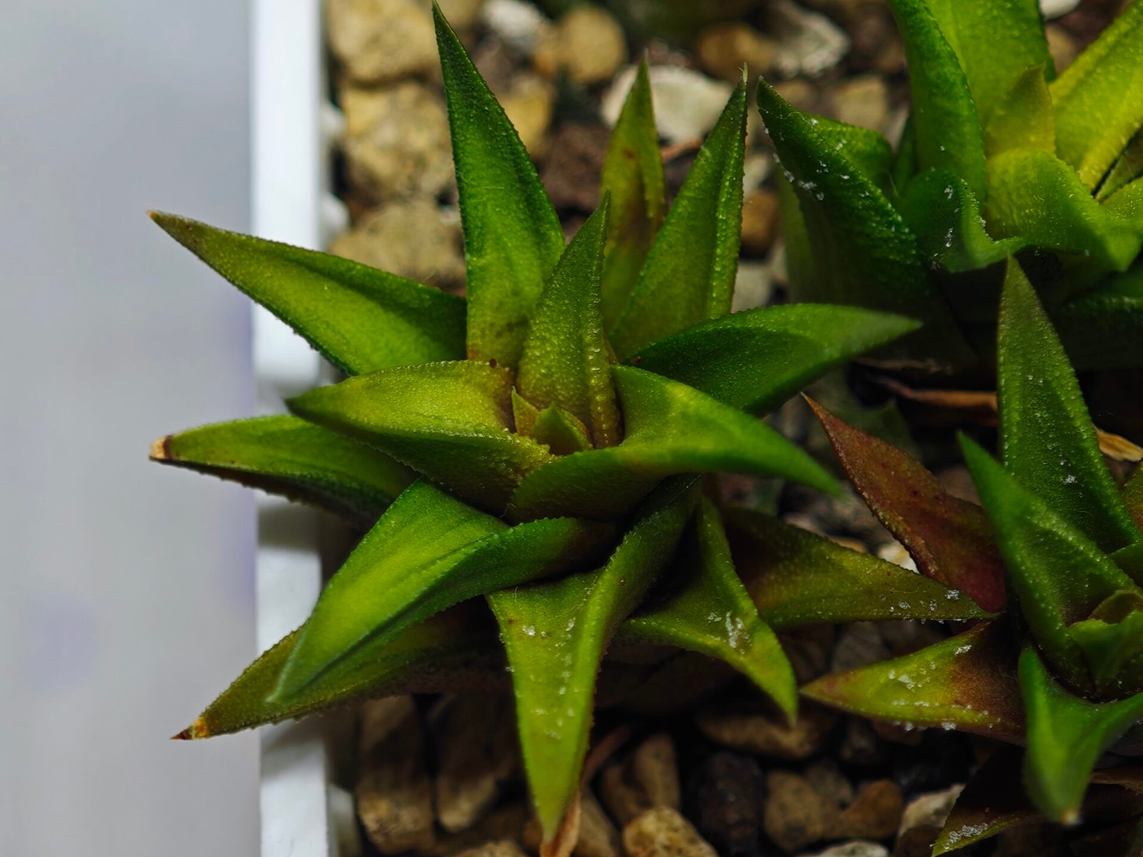 Haworthia Glabrata White Variegated - 2