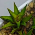 Haworthia Glabrata White Variegated - 3