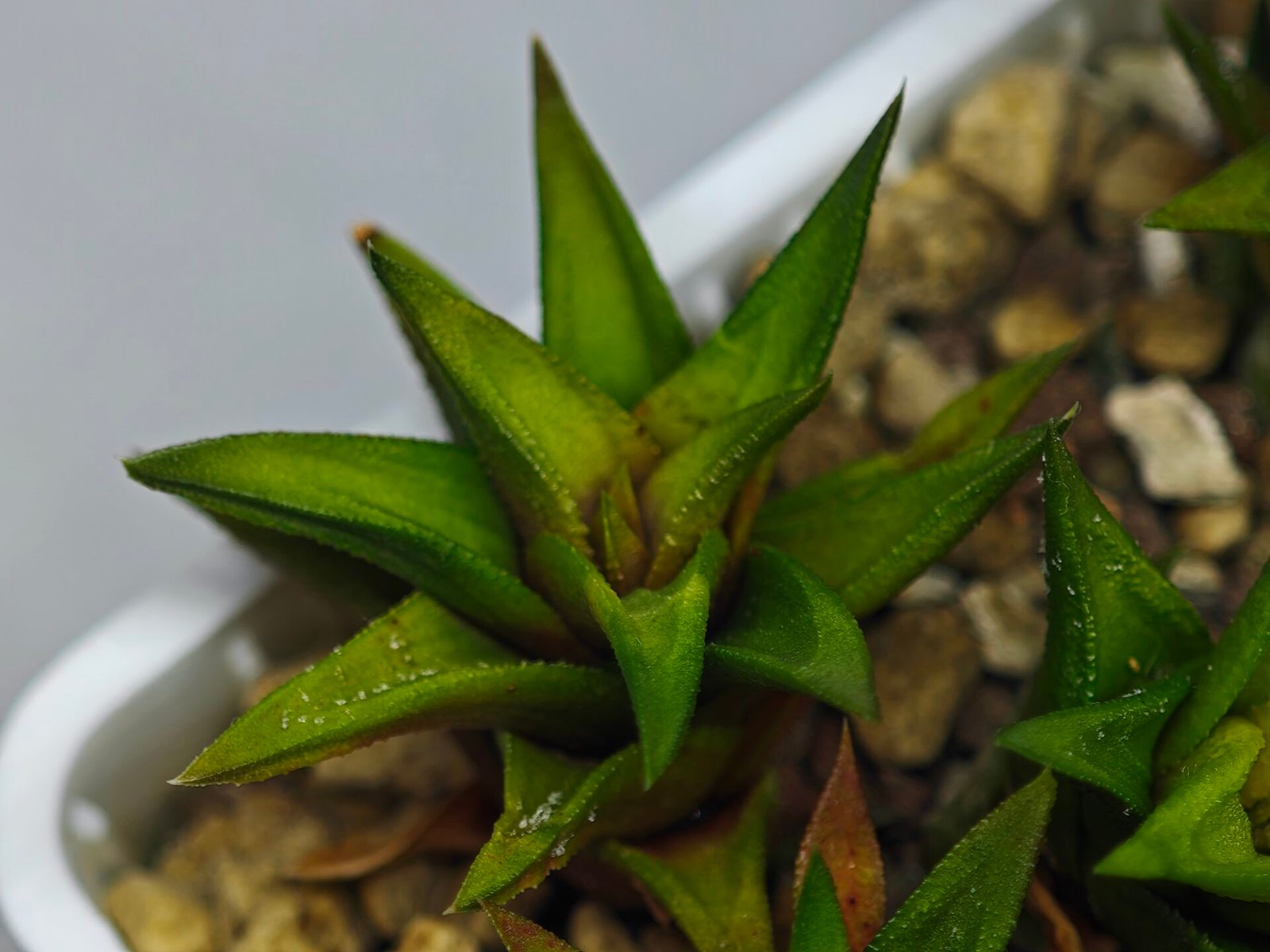 Haworthia Glabrata White Variegated - 3