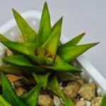 Haworthia Glabrata White Variegated - 4