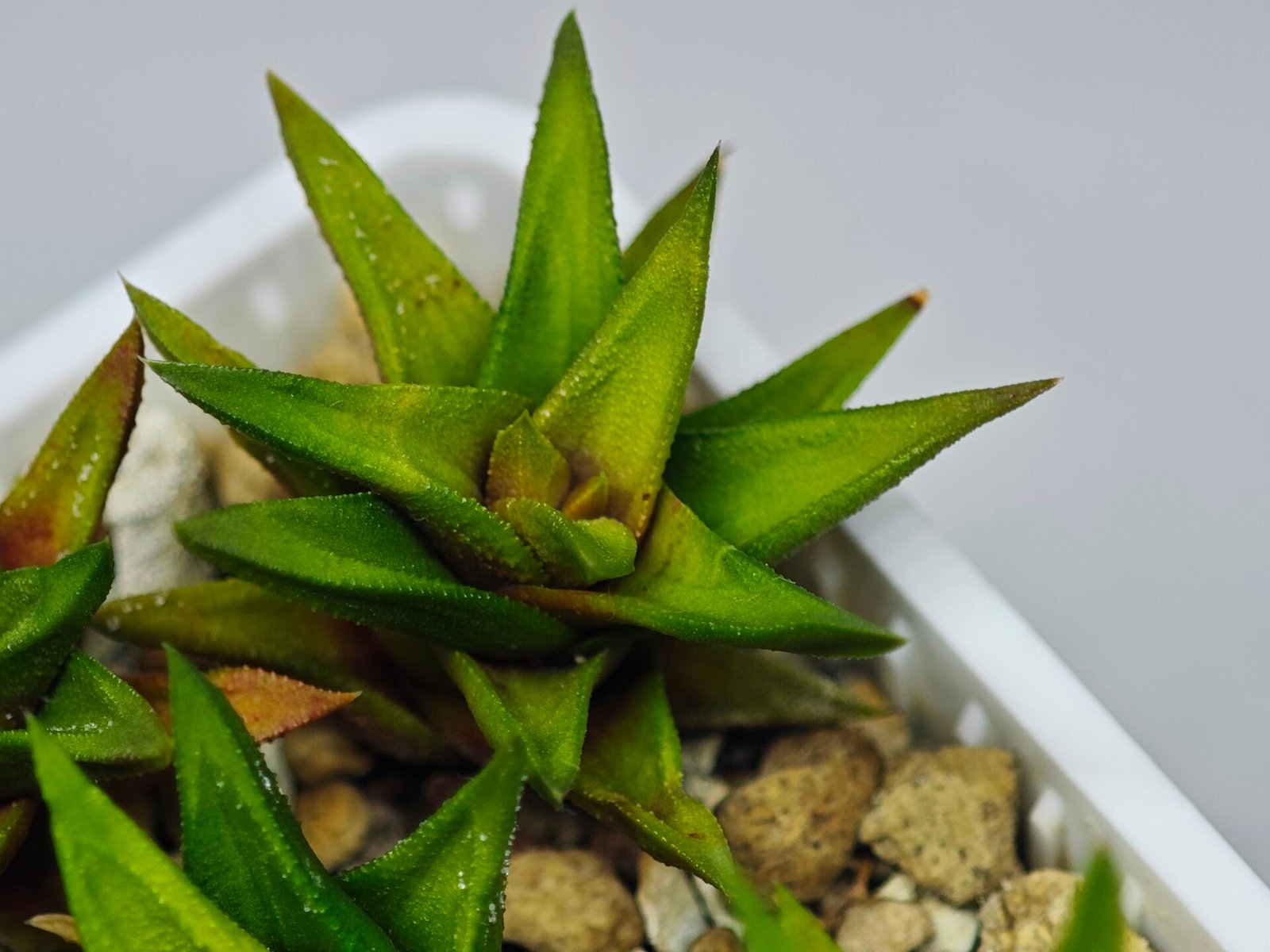 Haworthia Glabrata White Variegated - 4