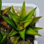 Haworthia Glabrata White Variegated - 5