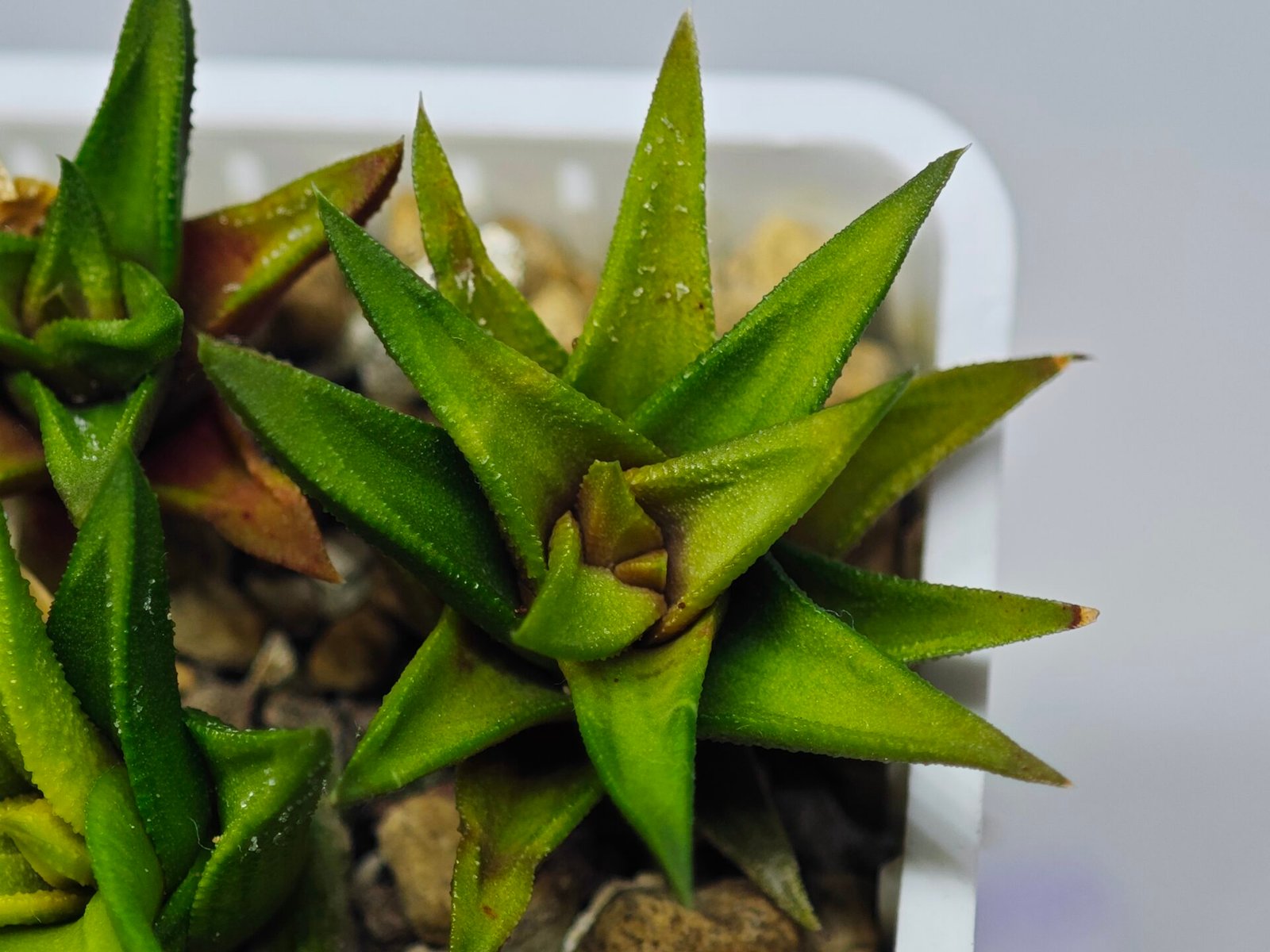 Haworthia Glabrata White Variegated - 5