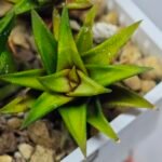 Haworthia Glabrata White Variegated - 6