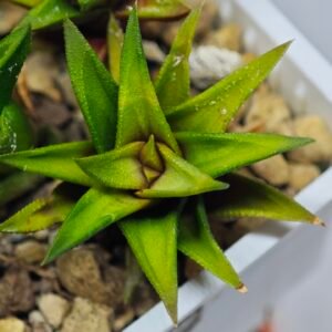 Haworthia Glabrata White Variegated - 6