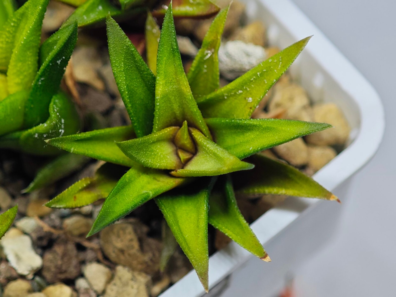 Haworthia Glabrata White Variegated - 6