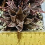 Haworthia Okubo HyōRyō [氷凌] - 1