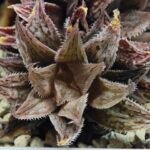 Haworthia Okubo HyōRyō [氷凌] - 2