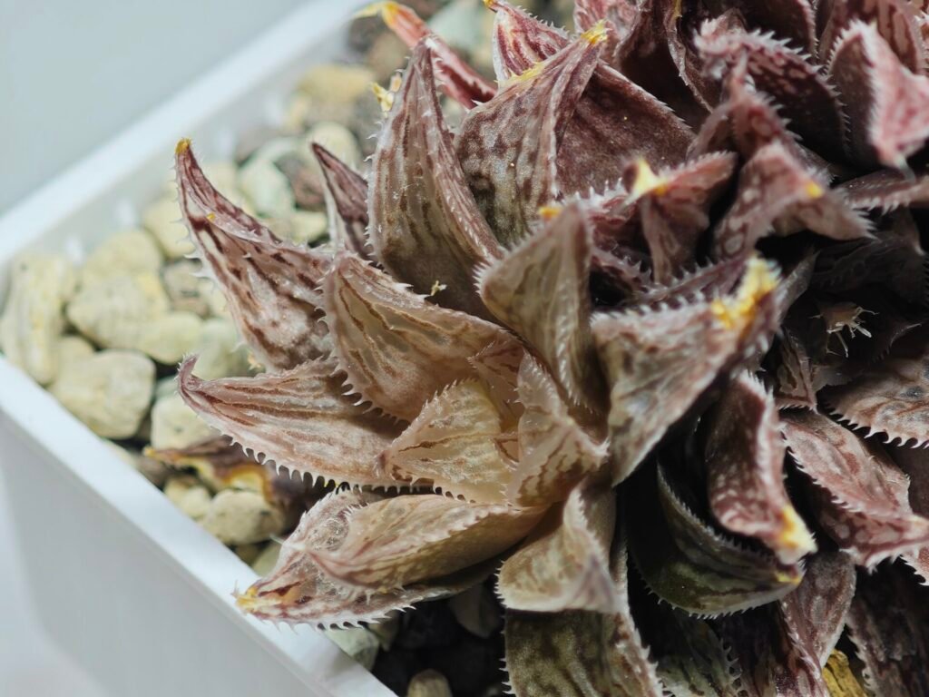 Haworthia Okubo HyōRyō [氷凌] - 3