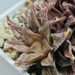 Haworthia Okubo HyōRyō [氷凌] - 3