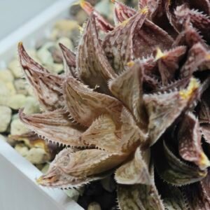 Haworthia Okubo HyōRyō [氷凌] - 3