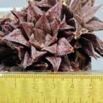 Haworthia Okubo HyōRyō [氷凌] - 1