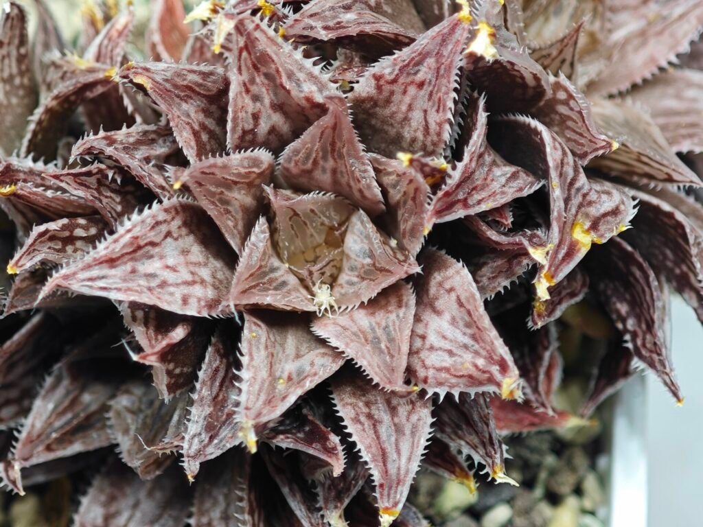 Haworthia Okubo HyōRyō [氷凌] - 2