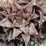 Haworthia Okubo HyōRyō [氷凌] - 2