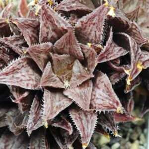 Haworthia Okubo HyōRyō [氷凌] - 2
