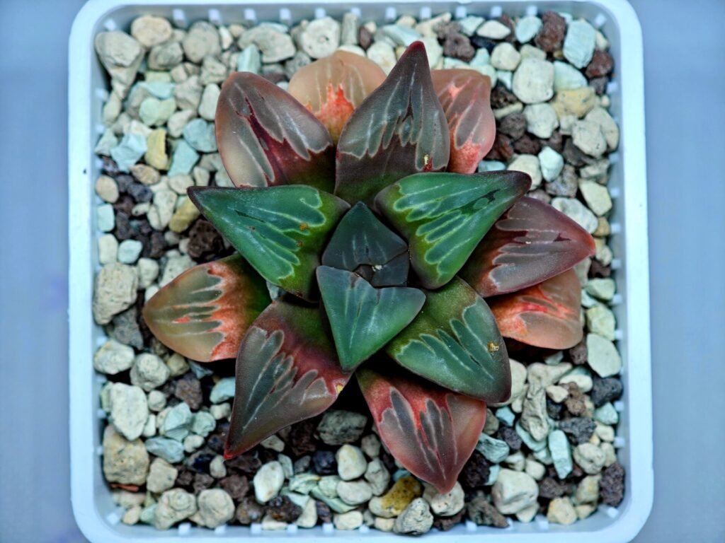 Haworthia retusa ‘Painted Glass’ [ペイントグラス] - 9