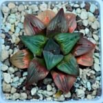 Haworthia retusa ‘Painted Glass’ [ペイントグラス] - 9