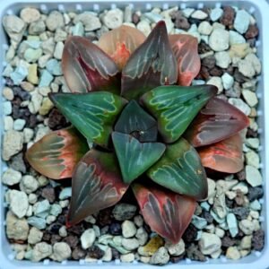 Haworthia retusa ‘Painted Glass’ [ペイントグラス] - 9