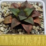 Haworthia retusa ‘Painted Glass’ [ペイントグラス] - 10
