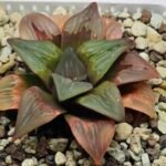 Haworthia retusa ‘Painted Glass’ [ペイントグラス] - 1