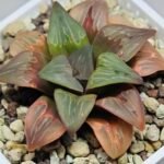 Haworthia retusa ‘Painted Glass’ [ペイントグラス] - 2