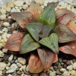 Haworthia retusa ‘Painted Glass’ [ペイントグラス] - 3