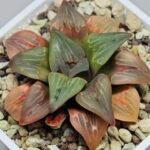 Haworthia retusa ‘Painted Glass’ [ペイントグラス] - 4