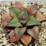 Haworthia retusa ‘Painted Glass’ [ペイントグラス] - 5