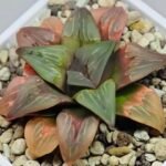 Haworthia retusa ‘Painted Glass’ [ペイントグラス] - 6