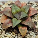 Haworthia retusa ‘Painted Glass’ [ペイントグラス] - 7