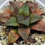 Haworthia retusa ‘Painted Glass’ [ペイントグラス] - 8